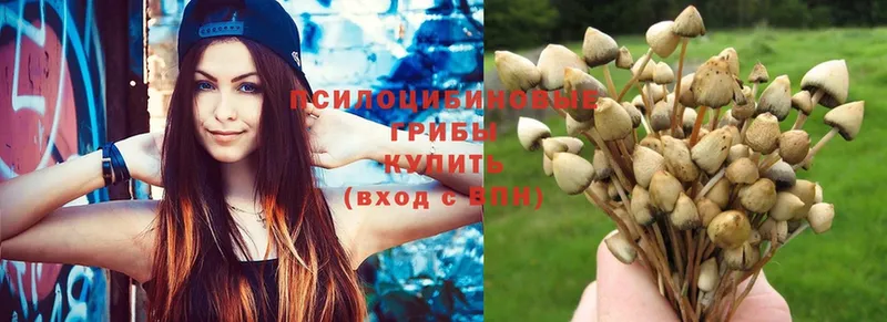 наркота  Котово  Галлюциногенные грибы Psilocybe 